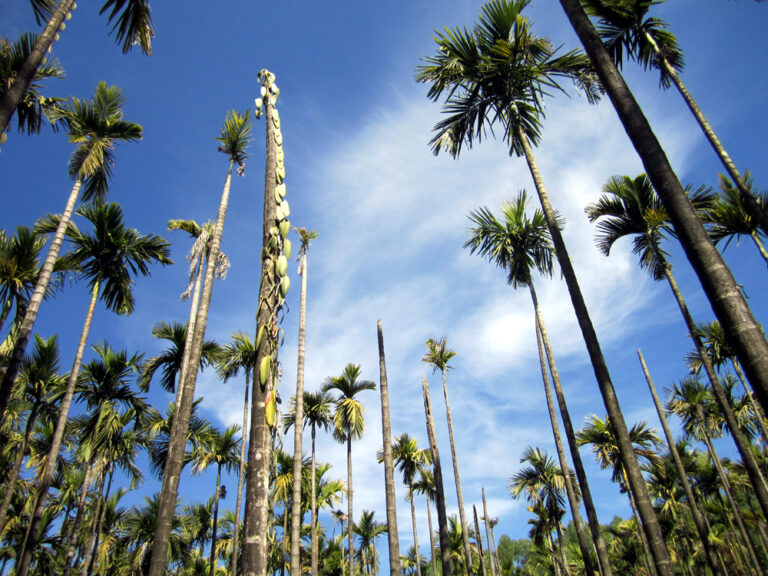 White grubs Infested Areca garden