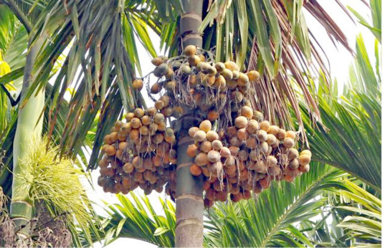 Areca Tree