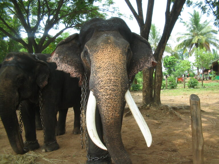 72-year old elephant